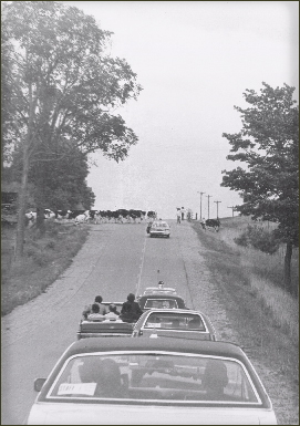 History of Gallagher's Centennial Farm - cows crossing the road