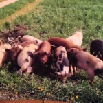 Pigs in pasture at Gallagher Farms